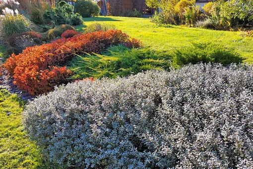 Что касается кустарников, осенью можно обрезать только осеннецветущие виды. Весеннецветущие – обрезают после цветения. Что касается кустарников, осенью можно обрезать только осеннецветущие виды. Весеннецветущие – обрезают после цветения.