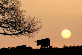 Почувствовала себя кошкой: спасатели сняли корову с дерева после урагана Почувствовала себя кошкой: спасатели сняли корову с дерева после урагана