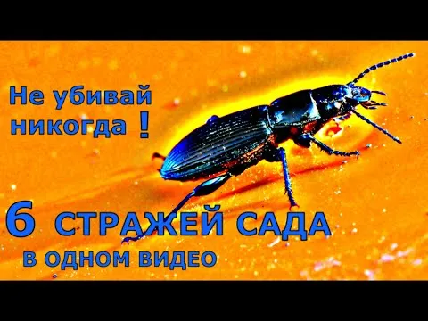 Нажми и смотри Нажми и смотри