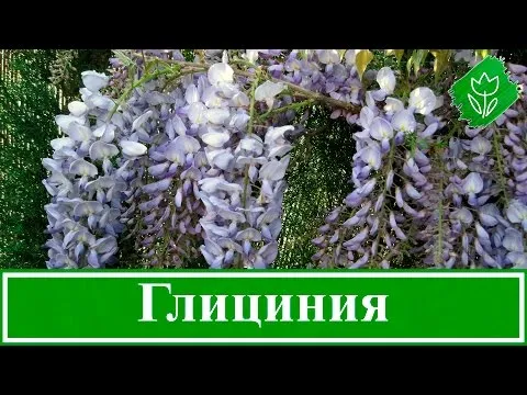 Нажми и смотри