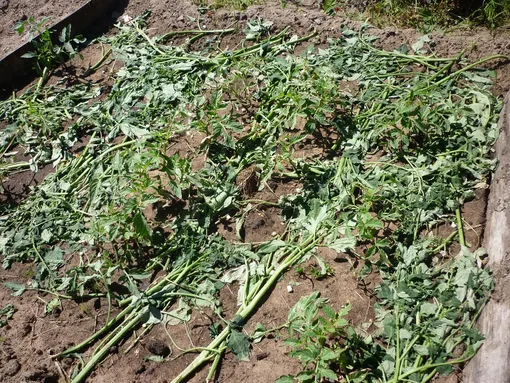 Применение картофельной и помидорной ботвы в качестве мульчи