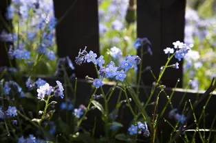 В Ростовской области женщина украла куст. Видео с камер стало вирусным