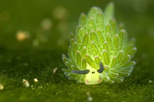 Чудище морское: как выглядят 14 по-настоящему странных существ со дна океана