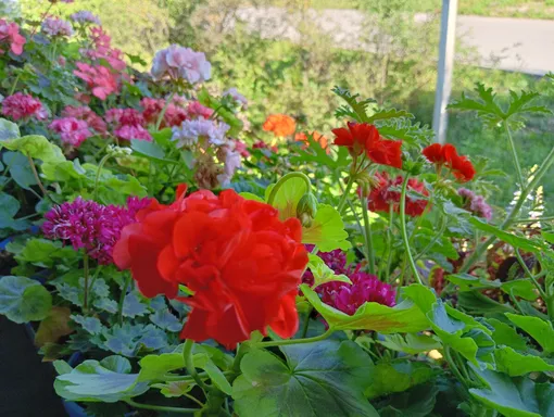 Как ухаживать за геранью во второй половине лета Как ухаживать за геранью во второй половине лета