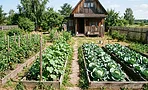 Огород как с картинки: 7 решений, которые сделают участок красивым и удобным