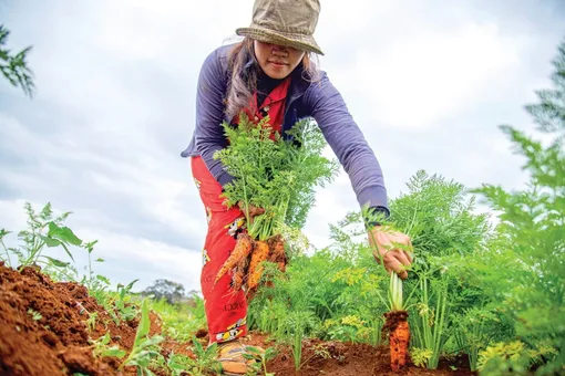 Чтобы морковь уродилась, ее нужно часто, но не обильно поливать