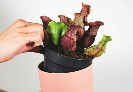 Деление корневища — это простой и эффективный способ размножения саррацений Саррацения