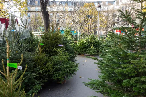 Когда начнут продавать живые ёлки в Москве и куда их девать после Нового года? Когда начнут продавать живые ёлки в Москве и куда их девать после Нового года?