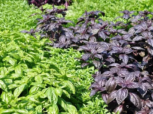 Растения-репелленты, которые отпугивают комаров с дачного участка