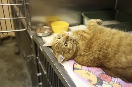 Как перевезти кошку к ветеринару Как перевезти кошку к ветеринару