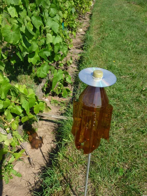 Народные самодельные методы защиты винограда от птиц