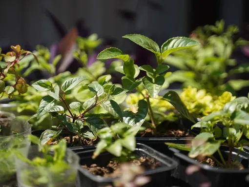 Как ухаживать за рассадой эустомы Как ухаживать за рассадой эустомы