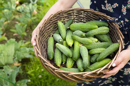 Мало огурцов? 10 проверенных правил для высокого урожая Мало огурцов? 10 проверенных правил для высокого урожая