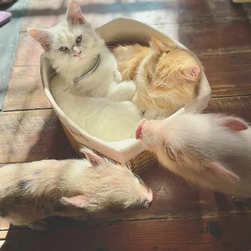 одри рашель приют для животных одри рашель приют для животных