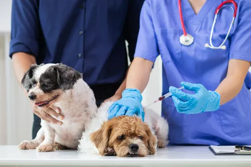 Вакцинация собаки: календарь прививок и важные нюансы