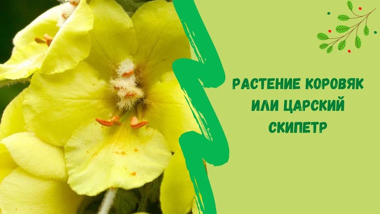 Нажми и смотри