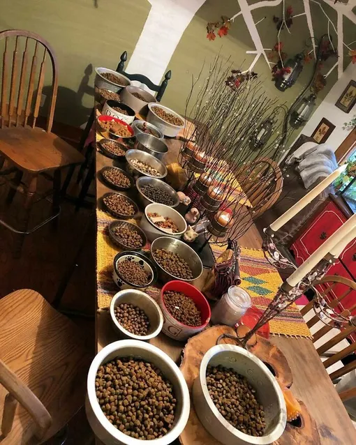 Чтобы только подготовить и разложить по мискам еду для животных, у Одри уходит по несколько часов в день одри рашель