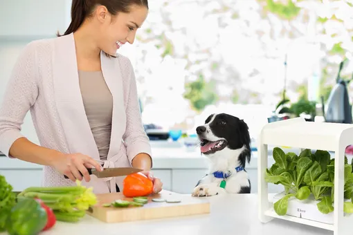 7 простых трюков для похудения, которые вы можете сделать прямо сегодня