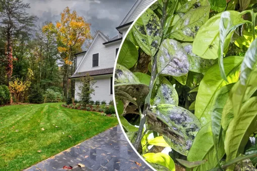 В дождливые дни будьте осторожны с болезнями – загляните под листья, пока не стало слишком поздно