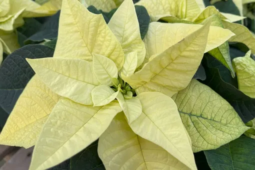 желтая пуансеттия