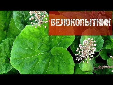 Нажми и смотри