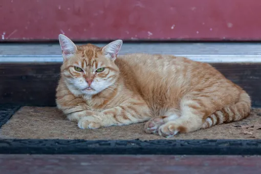 Как очистить коврик у двери: лайфхаки Как очистить коврик у двери: лайфхаки