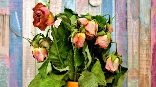 Наиболее распространённые болезни роз и их симптомы