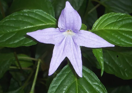 как вырастить броваллию из семян как вырастить броваллию из семян