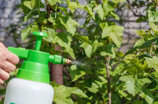 Обработка смородины от болезней Обработка смородины от болезней