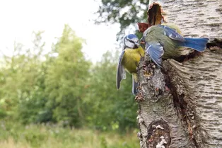 Мужчина установил скрытую камеру в синичнике и проснулся знаменитым Мужчина установил скрытую камеру в синичнике и проснулся знаменитым