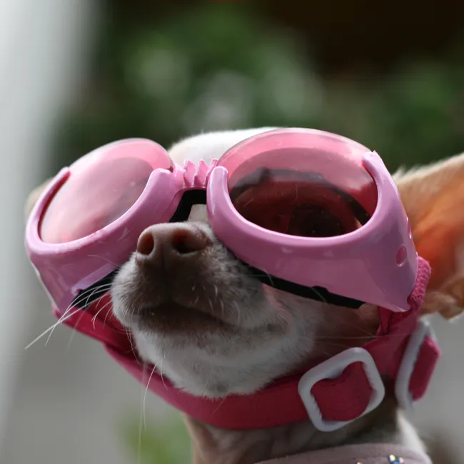 Самый модный аксессуар для собак 2025 года — солнечные очки! 10 фото ушастых модников