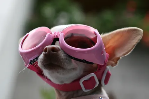 Самый модный аксессуар для собак 2025 года — солнечные очки! 10 фото ушастых модников