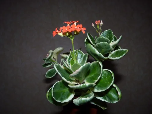 Обрезка каланхоэ Блоссфельда