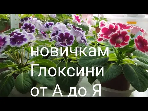 Нажми и смотри
