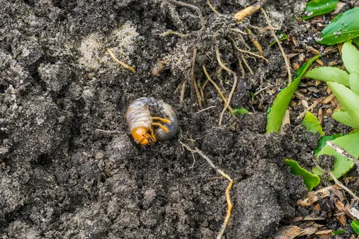 Осень – лучшее время для борьбы с почвенными насекомыми-вредителями. Полейте грядки этим средством