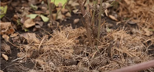 Хвоя для защиты растений на зиму