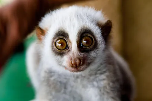 медленный лори