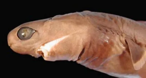 бразильские светящиеся акулы