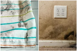 Как предотвратить плесень в доме и что делать, если она уже появилась?