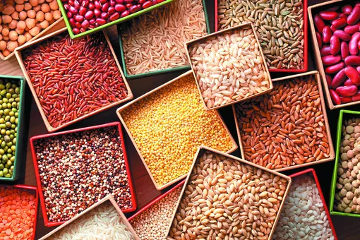 Какие семена можно купить в декабре 2025