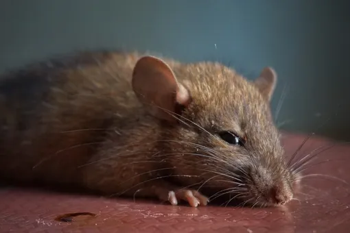 Размер дружбе не помеха: мышка и овчарка обожают друг друга Размер дружбе не помеха: мышка и овчарка обожают друг друга