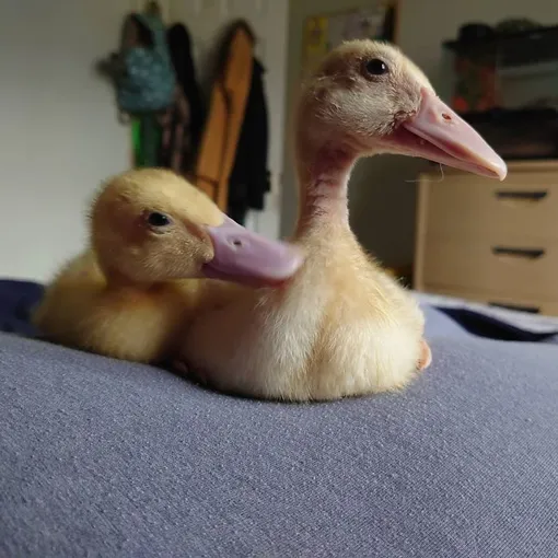 утята утята