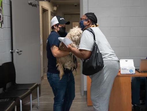 собака вернулась к хозяйке собака вернулась к хозяйке