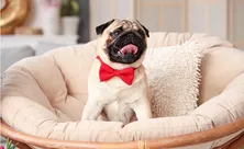 Гид по подаркам собакам к Новому году: 20 идей от 300 до 3000 рублей Гид по подаркам собакам к Новому году: 20 идей от 300 до 3000 рублей