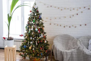 Что нужно добавлять в воду для новогодней ёлки: объясняет эксперт