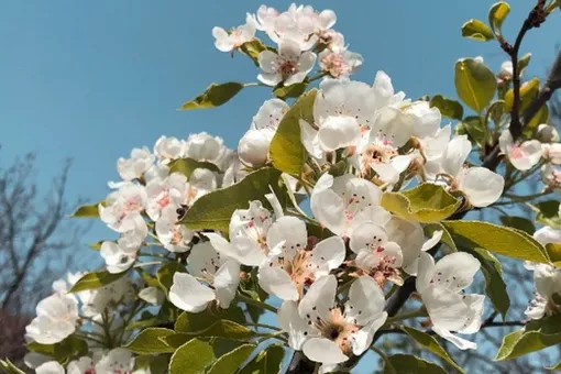 Россиянам рассказали, чего ждать от погоды на майские праздники Россиянам рассказали, чего ждать от погоды на майские праздники