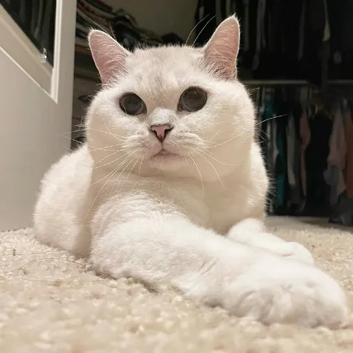 Кофе Кэт Кофе Кэт