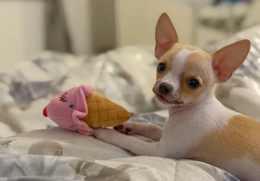 Язык любви вашей собаки: как она проявляет чувства и как понять, что вы ей нравитесь Язык любви вашей собаки: как она проявляет чувства и как понять, что вы ей нравитесь