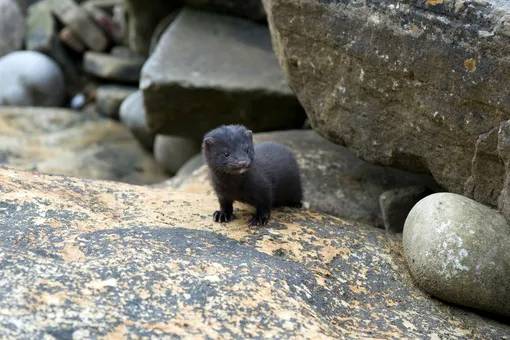 Крохотного малыша норки спасли на острове Юности. Вот каким он стал через год