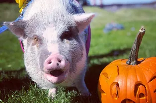 В аэропорту Сан-Франциско свинья успокаивает боящихся летать пассажиров В аэропорту Сан-Франциско свинья успокаивает боящихся летать пассажиров